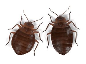 Comment traiter une infestation de punaises de lit ?