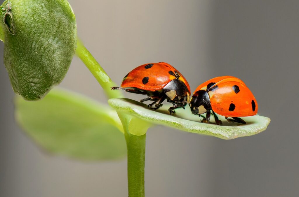 Des coccinelles dans la maison : comment réagir?