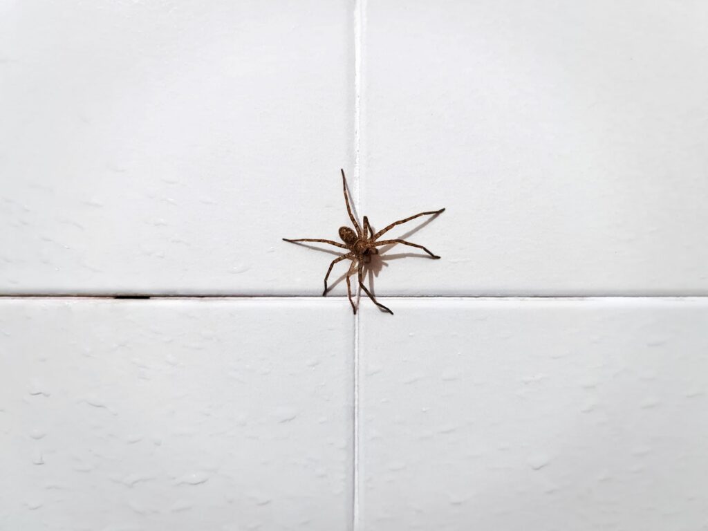 À quel moment demander une extermination d’araignée ?