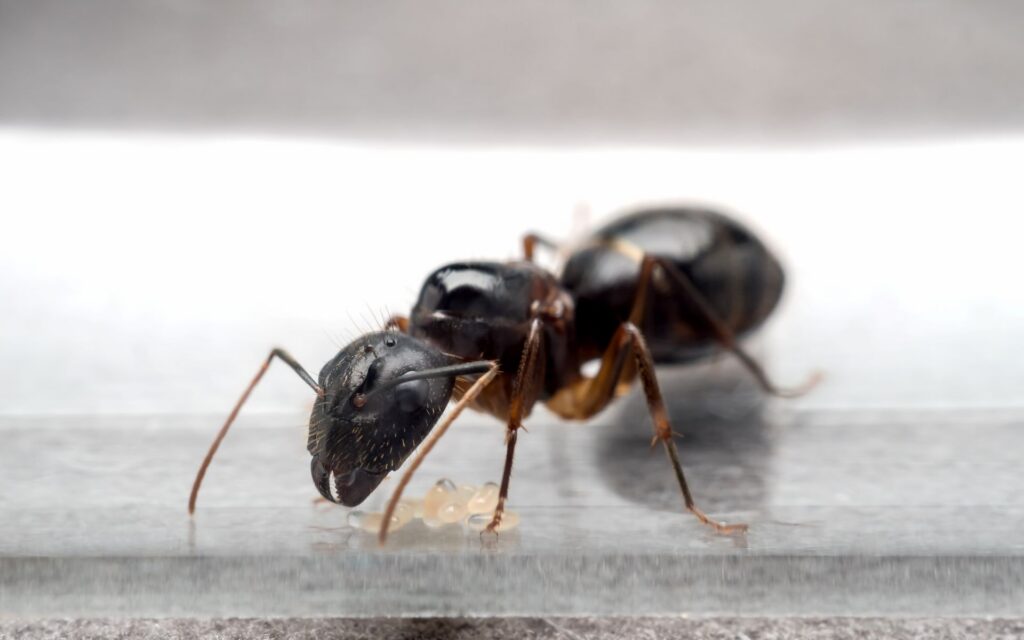Tout savoir sur les fourmis charpentières