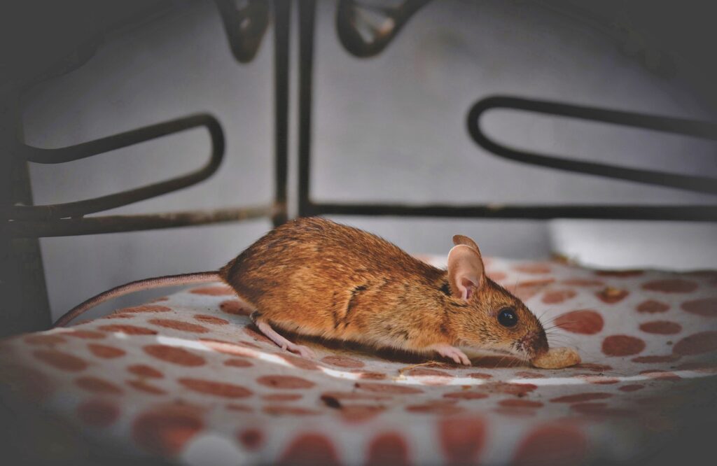 Que faire en cas d’infestation de souris?