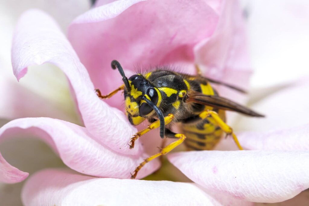 Comment se débarrasser d’un nid de guêpes ?