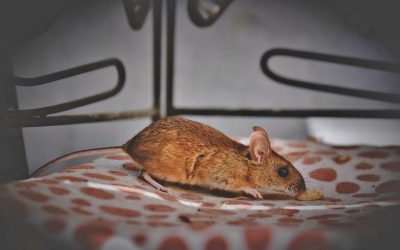 Que faire en cas d’infestation de souris?